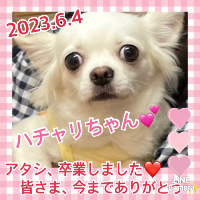 ★ハチャリ★2023,5,1ー2023,6,4【保護犬カフェ天神橋店】